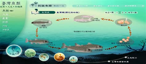 魚種查詢|臺灣魚類資料庫